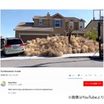 &ldquo;回転草&rdquo;大量発生で家から出られず