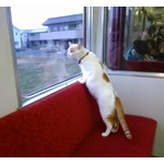 全国初「ねこカフェ列車」の運行決定
