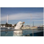 「鬼は外」シロイルカが豆まき、横浜・八景島シーパラダイスで開催。