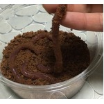 リアルな「ミミズのゼリー」を作ってみた
