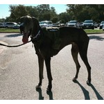 &ldquo;世界一背の高いオス犬&rdquo;が死去