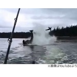 シャチの攻撃受け宙舞うアシカ、釣り船から撮影された映像が話題に。