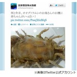お腹に子グソクたんいっぱい、沼津港深海水族館がTwitterで写真公開。