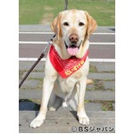 人気&ldquo;旅犬&rdquo;のだいすけ君が急逝、旅先の宿から病院搬送・手術も急変。