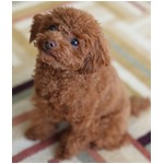 マツコまさかの&ldquo;犬嫌い&rdquo;撤回「私、ちょっとおかしくなってきちゃって」。