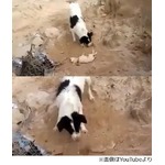 死んだ子犬を&ldquo;埋葬&rdquo;する犬、脚は使わず鼻だけで土飛ばしてかける。