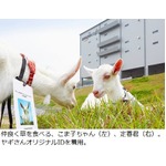 ヤギがAmazonの草むしゃむしゃ、首から社員証下げた30〜40頭が働く。