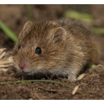 米ZARAのワンピースに「ねずみの死骸」と騒動