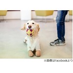 すべての足を失ったわんこ、黒いゴミ袋に詰められて捨てられる。