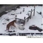 世界が感嘆&ldquo;雪玉を作るトラ&rdquo;、夜な夜な作る姿がカメラに映り判明。
