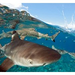 サメを何度も殴った若者逮捕