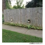 壁からヒョッコリ顔出すわんこ、外の世界がのぞける&ldquo;小窓&rdquo;が話題に。