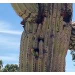 ダル「ジョギングしてたらサボテンの中になんと&hellip;」