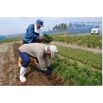 震災で消失の&ldquo;海岸林&rdquo;再生へ、宮城県名取市の海岸で植栽スタート。