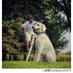 もし巨大な愛犬と生活したら&hellip;、犬との楽しい生活を表現した作品に反響。