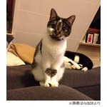ちょこんと座るとハート出る猫、「この愛らしさ罠としか」悩殺者続出。