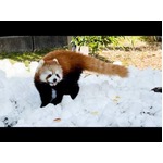 レッサーパンダに雪のプレゼント　静岡市