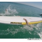 巨大なイカに&ldquo;襲撃&rdquo;されたサーファー