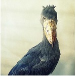 日本5園目のハシビロコウ展示、「那須どうぶつ王国」に仲間入り。