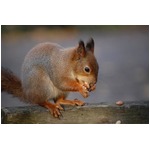 車動かなかった&ldquo;犯人&rdquo;はリス、車の内部にどんぐり約200個貯め込む。