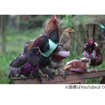 ニワトリにセーターを編む母娘、&ldquo;かわいい&rdquo;に加え身体守る意味も。