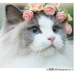 世界一美しい？ お姫様のようなにゃんこ