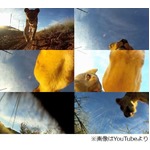貴重な&ldquo;ライオンが撮影した&rdquo;映像、大自然の中に置いたカメラに興味津々。