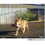 &ldquo;泥棒猫&rdquo;の飼い主は警察官、大麻盗ってきた時は「許されない」と叱る。