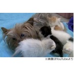 子失った犬が猫と出会い元気に、捨てられた5匹の子猫の&ldquo;母&rdquo;になる。