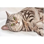 メタボ猫川柳の入賞作品決定「この先も キミといたくて 鬼となる」。