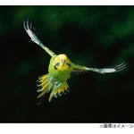 &ldquo;酔っ払い鳥&rdquo;がアメリカで大暴れ