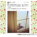 リスが窓をノックするカフェ、絵本のような「momo cafe」初のフォトブック。