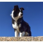 &ldquo;犬の遺伝子&rdquo;人間のがん治癒を助ける可能性