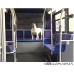 &ldquo;バス犬&rdquo;2年ぶり飼い主再会、遠く離れた地のバス内で保護される。