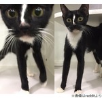 脚がとても長い&ldquo;スーパーモデル&rdquo;にゃんこ