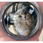 高橋克典メロメロ、ミーミー鳴くかわいすぎる愛猫に言葉失う「か、」