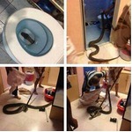 【写真】恐すぎ危険&ldquo;便器の中に大蛇&rdquo;、「トイレ行けなくなった」の声も。