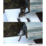 お母さんリスが子育てに奮闘、巣に戻らない子どもたちにあの手この手。