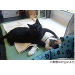 動物に寄り添う看護師にゃんこ、多くの&ldquo;患者たち&rdquo;を優しくケア。