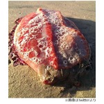 海岸で発見された&ldquo;謎の生物&rdquo;、豪州の専門家も何かわからず首ひねる。