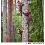 森の子グマ達が木登りスイスイ、やんちゃな兄弟に母親グマは心配？
