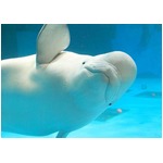 人の言葉をまねするシロイルカ、鴨シーで「ベルーガ・フェスタ」開催。