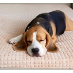 犬も人間と同様に夢を見る、犬が夢を見ている&ldquo;典型的な兆候&rdquo;は？