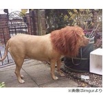 あまりにライオンぽい&ldquo;番犬&rdquo;「郵便局員がすごく怖がっている」。