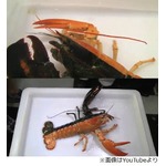 左右の色が異なるロブスター、&ldquo;ハロウィン・ロブスター&rdquo;と話題に。