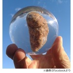 排せつ物のミュージアムが開館、世界中から集めた人や動物のモノ展示。