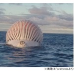 海に浮かぶ&ldquo;謎の球体&rdquo;の正体、ベテラン漁師親子が沖合で見つける。