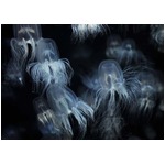 春告げる謎多き&ldquo;カミクラゲ&rdquo;、桜の花が散る4月頃には姿を消す。