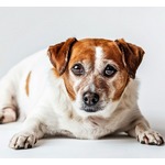 太った猫と犬&ldquo;肥満治療の注射&rdquo;受ける時代に？ 開発・試験を実施中