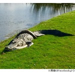 ゴルフ場でヘビとワニが&ldquo;死闘&rdquo;